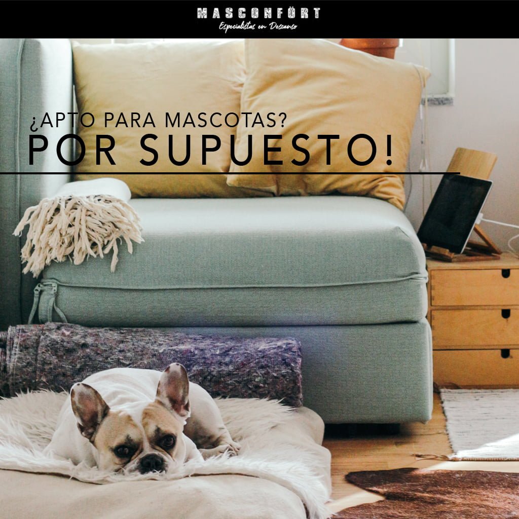 tienes-una-mascota-sof-apto-estepona-masconfort